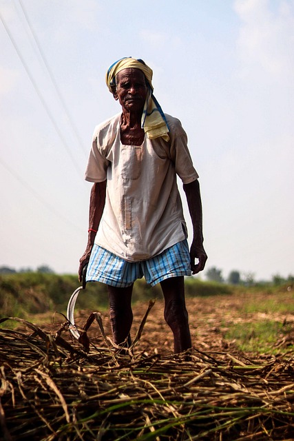 Sugarcane field for organic products